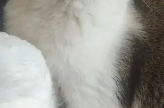 Пропала кошка, ул. Победы, 62, Кузнецк