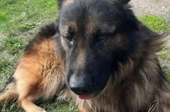 Найдена овчарка, ул. Есенина 129, Краснодар