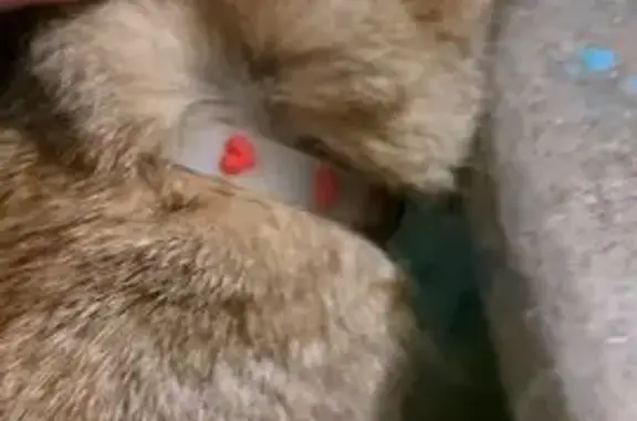 Найдена кошка, Владимирская область, фото: Кошка найдена в подъезде, Владимирская обл.