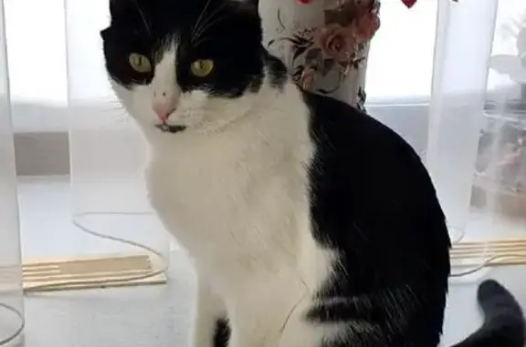 Пропал кот в районе Матюшино, Татарстан