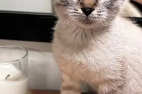 Найдена кошка, Дагестанские Огни, фото: Кошка найдена в Каспийске, Дагестан