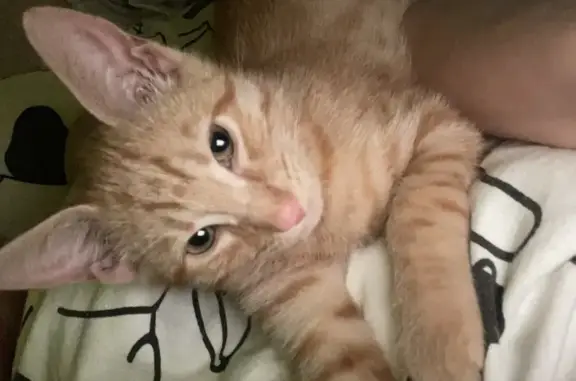 Кошки потеряшки, Чайковский, фото: Потеряшка кошка, Сосновая 19, Чайковский