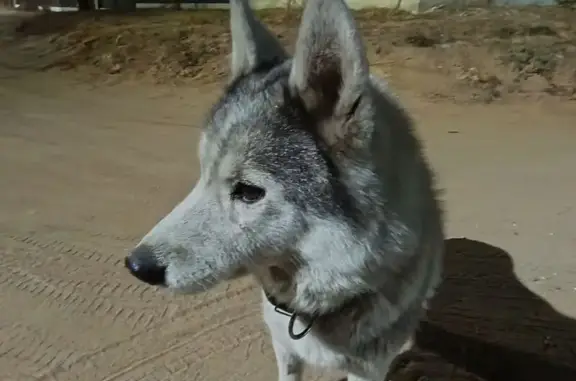 Найдена собака, Улан-Удэ, фото: Собака найдена: Виктора Военнова 43, У-Удэ