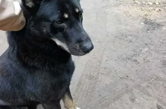 Найдена собака, , фото: Собака найдена: Рогачёвское шоссе, 63