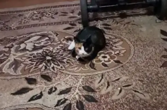 Пропала кошка, Кавказская ул., Тамбов