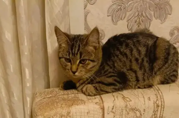 Пропала тигровая кошка, Каменогорская 16