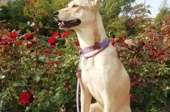 Собаки потеряшки, Астрахань, фото: Потеряшка собака: ул. Островского, 147 к2