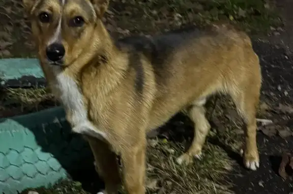 Объявления о пропавших и найденных животных, Боровичи, фото: Собака найдена: пл. Володарского, 3, Боровичи