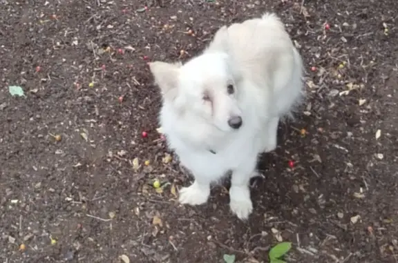 Собаки потеряшки, Оренбург, фото: Потеряшка собака, Народная ул, Оренбург