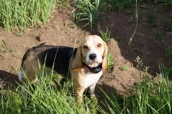 Собаки потеряшки, , фото: Потеряшка собака в Трошково, МО