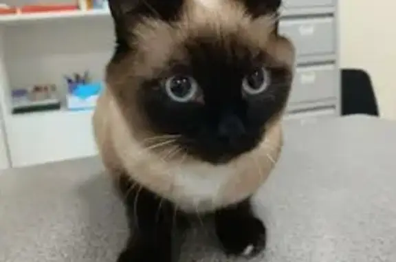 Кошки потеряшки, Михайловск, фото: Потеряшка тайская кошка, Орджоникидзе 336/6