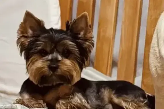 Пропала собака, Камызяк-Кировский