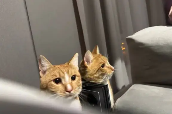 Найдена кошка, Астрахань, фото: Кошка найдена: Донбасская ул., 6А, Астрахань