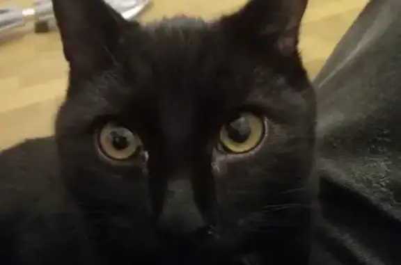 Кошки потеряшки, Барнаул, фото: Потеряшка кошка, ул. Петра Сухова, Барнаул