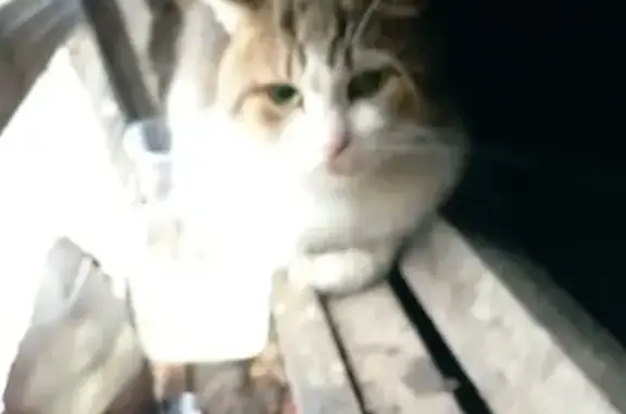 Найдена кошка, Санкт-Петербург, фото: Трехцветная кошка найдена на Типанова