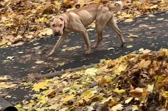 Найдена собака, Вавилова 25 к1, Москва