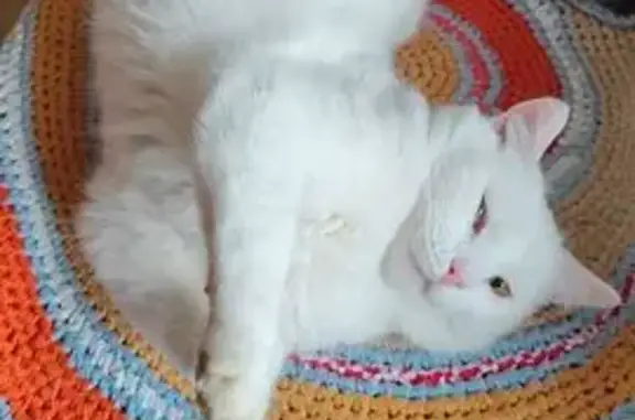 Пропала кошка, ул. Чехова, 11, Собинка