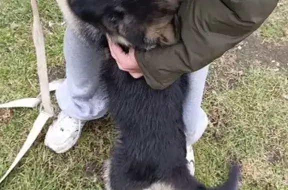 Собаки потеряшки, , фото: Потеряшка собака, Бажикаева 75К-038