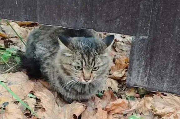 Кошка найдена на Епифанском шоссе, Тула