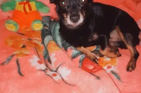 Собаки потеряшки, Хомутово, фото: Потеряшка собака в Хомутово, Азовская ул.