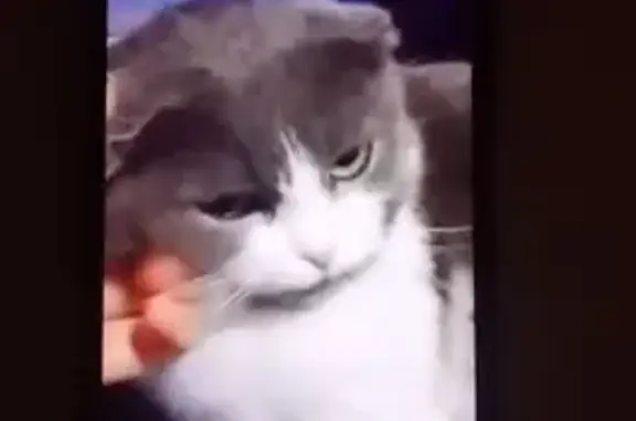 Пропала кошка, ул. Попова, 73, Ессентуки