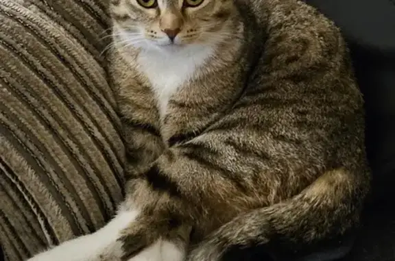 Пропала кошка, Московская ул. 32/1, Владикавказ