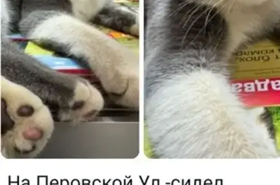 Кот найден: Перовская ул. 35, Москва