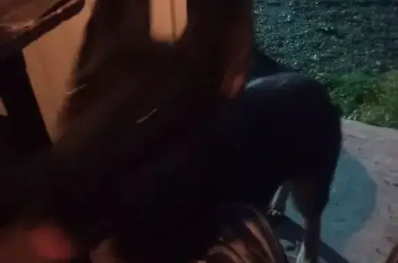 Пропала овчарка, ул. Некрасова, 43, Пенза