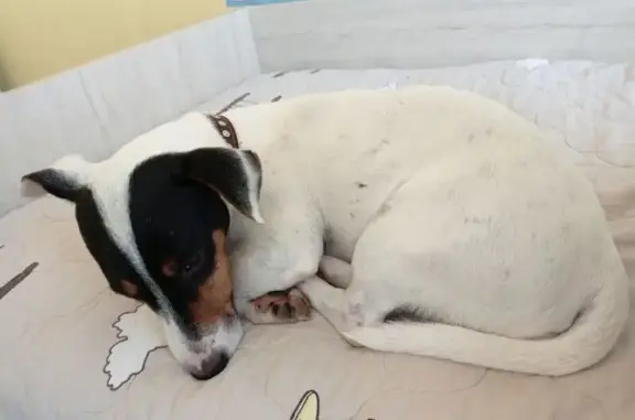 Пропала собака, Ханинский проезд, 10