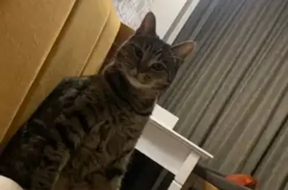 Кошки потеряшки, Чебоксары, фото: Потеряшка кошка, ул. Калинина, Чебоксары