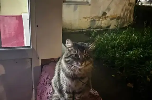 Найдена кошка, Зеленодольск, фото: Кошка найдена, ул. Гастелло 7А, Зеленодольск