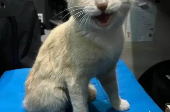 Кошка найдена: ул. Ленина, 37, Чита