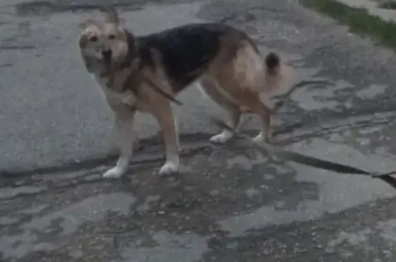 Пропала собака, Ленина 40, Ухта