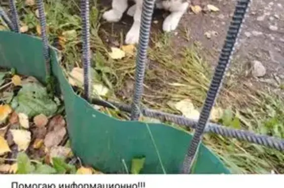 Собака найдена: Казань, Татарстан