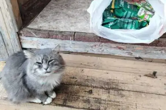 Найдена кошка, Московская область, фото: Кошка найдена в лесу у д. Кудрино, Хотьково