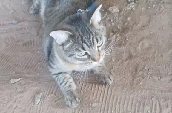 Кошки потеряшки, Пермский край, фото: Потеряшка кошка Мыша, Полазна, Пермский край