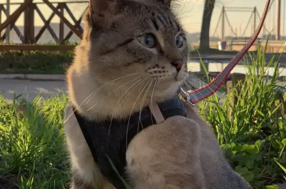 Потерянные животные Архангельск, фото: Пропала кошка, Троицкий пр., 198, Архангельск