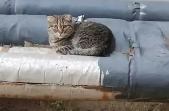 Найдена кошка, Астрахань, фото: Кошка найдена: 1-я Литейная, 10А, Астрахань