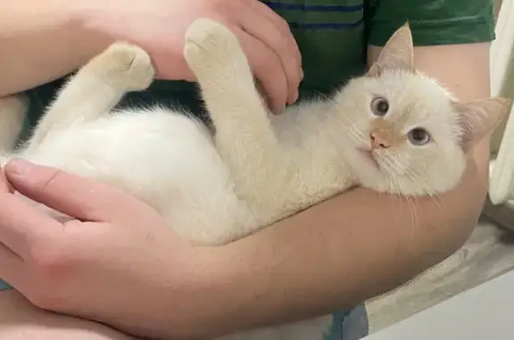 Кошки потеряшки, Йошкар-Ола, фото: Потеряшка кошка, ул. Машиностроителей, 61