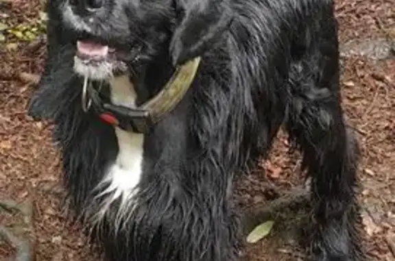 Пропала собака, Куйвозовское СП, ЛО