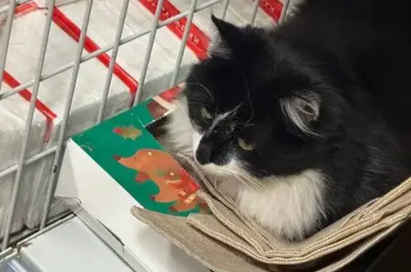 Найдена кошка, ул. Дежнёва 2А, Казань