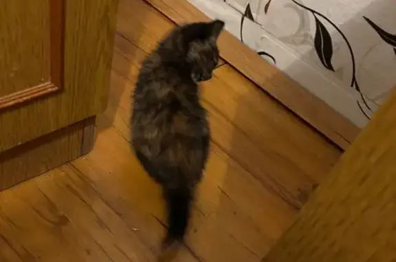 Найдена кошка, Черняховск, фото: Нашли котенка, ул. Победы, 30Б, Черняховск