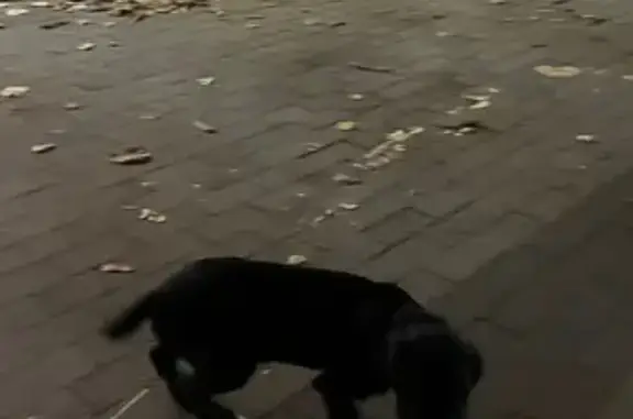 Найдена собака, Калининградская область, фото: Найден щенок, Светлогорск, район башни