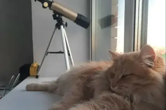 Пропал рыжий кот на Полянке, 36А