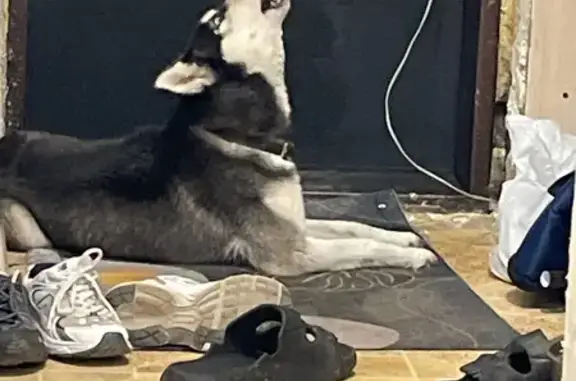 Найдена собака, Усолье-Сибирское, фото: Хаски найдена на ул. Суворова, Усолье-Сиб.