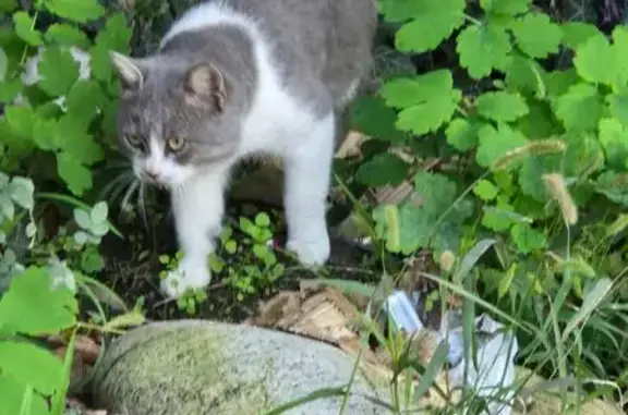 Пропала кошка, Шалушкинская ул. 3, Нальчик