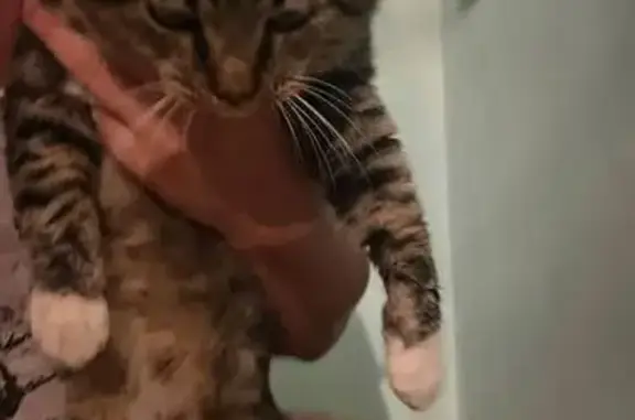 Найдена кошка, Самара, фото: Кошка найдена на бул. Ивана Финютина, Самара