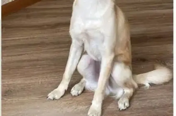 Пропала собака, Терская 16, Новороссийск