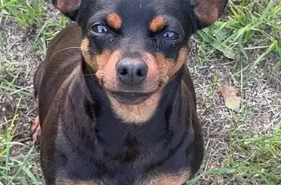 Пропала собака, ул. Куйбышева, Петровск