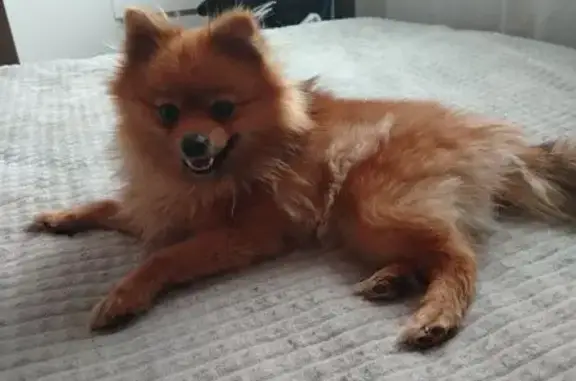 Пропала собака, Зелёная ул., Лесколово